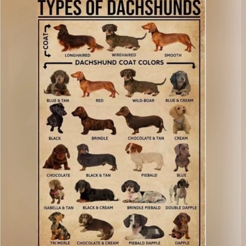 Dachshund Doxie‎ Weiner Sausage Dog Novelty Crew Tube Socks Unisex Men’s Women’s
